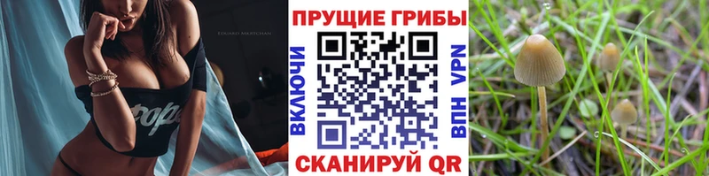 Галлюциногенные грибы Psilocybe  Сланцы 